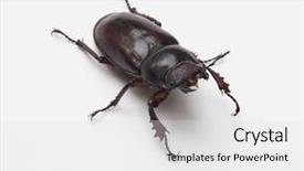  Presentation with honey bee closeup view - Colorful PPT theme enhanced with mandibe - female stag beetle front view backdrop and a white colored foreground