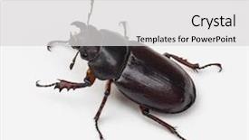  Presentation with leafes side - Beautiful PPT layouts featuring mandibe - female stag beetle left side backdrop and a light gray colored foreground