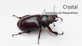  Presentation with on the right track - Slide deck enhanced with mandibe - female stag beetle right side background and a white colored foreground