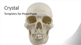  Presentation with skull - PPT layouts featuring mandibe - human skull model background and a white colored foreground