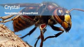  Presentation with hornet - Amazing PPT theme having mandibe - laying hornet backdrop and a teal colored foreground