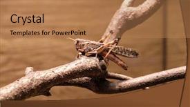  Presentation with locust - Beautiful PPT layouts featuring mandibe - migratory locust locusta migratoria backdrop and a coral colored foreground