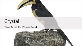  Presentation with rock - Audience pleasing presentation consisting of mandibe - profile of a pale mandibled backdrop and a white colored foreground