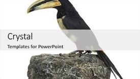  Presentation with rock - Amazing presentation theme having mandibe - profile of a pale mandibled backdrop and a white colored foreground