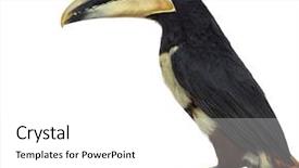  Presentation with rock - Colorful PPT theme enhanced with mandibe - profile of a pale mandibled backdrop and a white colored foreground