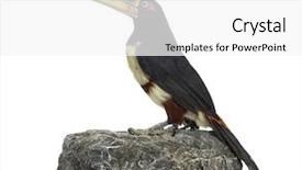  Presentation with rock - Beautiful presentation theme featuring mandibe - profile of a pale mandibled backdrop and a white colored foreground