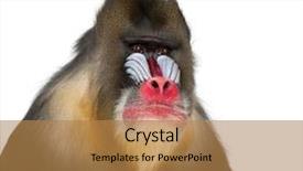 Presentation with monkey - Cool new PPT layouts with mandrill - mandrillus sphinx 22 years backdrop and a coral colored foreground
