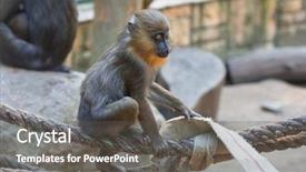  Presentation with kids zoo party - Presentation theme with sensual seductive dancing hot african latina woman in tight fitting ribbed sleeveless dress isolated background and a tawny brown colored foreground.