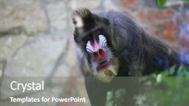  Presentation with zoo laut - PPT theme with mandrill monkey in zoo background and a gray colored foreground