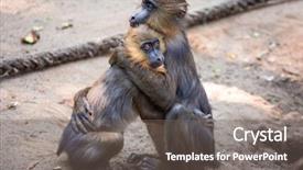  Presentation with zoo laut - Beautiful presentation design featuring small living room with window and fireplace backdrop and a tawny brown colored foreground.