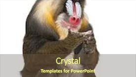  Presentation with monkey - Presentation theme having mandrill sitting mandrillus sphinx 22 years old primate of the old world monkey family against white background background and a tawny brown colored foreground