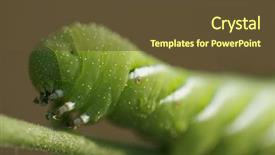  Presentation with tomato chemistry - PPT layouts having manduca quinquemaculata tomato hornworm closeup background and a  colored foreground