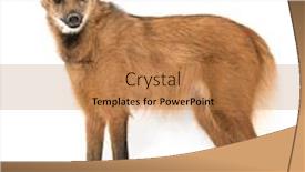  Presentation with wolf - Cool new PPT theme with maned-wolf-chrysocyon-brachyurus-isolated backdrop and a coral colored foreground