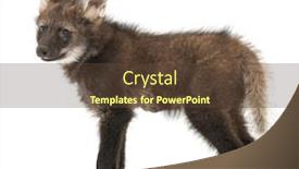  Presentation with wolf - Theme with maned-wolf-cub-chrysocyon-brachyurus background and a tawny brown colored foreground