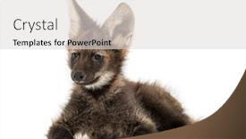  Presentation with wolf - Beautiful slide deck featuring maned-wolf-cub-lying-down backdrop and a light gray colored foreground