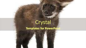  Presentation with wolf - Slides with maned-wolf-cub-standing-looking background and a tawny brown colored foreground