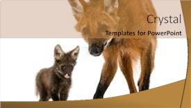  Presentation with wolf - Beautiful PPT layouts featuring maned-wolf-mom-and-cub backdrop and a gold colored foreground
