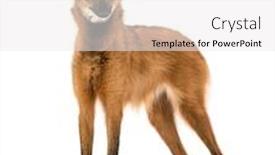  Presentation with wolf - PPT theme featuring maned-wolf-standing-looking background and a white colored foreground