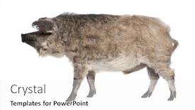  Presentation with grown - Colorful theme enhanced with mangalitsa or curly-hair hog in front of a white background this is a breed of pig grown especially in hungary and the balkans backdrop and a white colored foreground