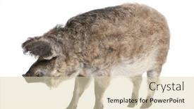  Presentation with grown - Presentation having mangalitsa or curly-hair hog in front of a white background this is a breed of pig grown especially in hungary and the balkans background and a lemonade colored foreground