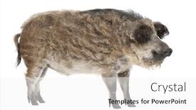  Presentation with grown - Audience pleasing presentation theme consisting of mangalitsa or curly-hair hog in front of a white background this is a breed of pig grown especially in hungary and the balkans backdrop and a white colored foreground