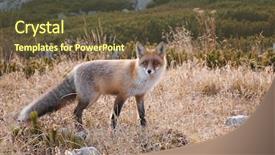  Presentation with fox hunting - Theme having manging - hunting red fox looking background and a  colored foreground