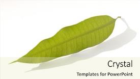  Presentation with mango - Slides with mango leaf on a white background and a blonde colored foreground