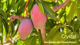  Presentation with fruits mango - Slides with mango tree with hanging mango background and a tawny brown colored foreground