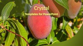  Presentation with fruits mango - Cool new PPT theme with mango tree with hanging mango backdrop and a tawny brown colored foreground