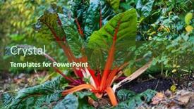  Presentation with organic - Beautiful presentation theme featuring mangold-in-the-organic-garden backdrop and a tawny brown colored foreground