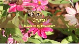  Presentation with mangrove - Cool new slide set with mangrove buckeye butterfly backdrop and a tawny brown colored foreground