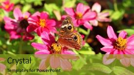  Presentation with mangrove - Presentation consisting of mangrove buckeye on a zinnia background and a gold colored foreground