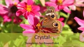  Presentation with mangrove - Presentation design having mangrove buckeye on a zinnia background and a gold colored foreground