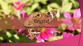  Presentation with mangrove - Audience pleasing presentation theme consisting of mangrove buckeye on a zinnia backdrop and a coral colored foreground