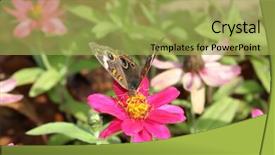  Presentation with mangrove - Presentation featuring mangrove buckeye on a zinnia background and a yellow colored foreground
