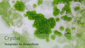  Presentation with mangrove - PPT layouts featuring mangrove-forest-in-sea background and a seafoam green colored foreground