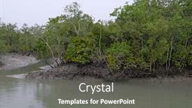  Presentation with india ganges - Presentation design having mangrove-forest-sundarbans-ganges-delta background and a gray colored foreground