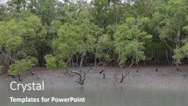  Presentation with india ganges - Presentation design consisting of mangrove-forest-sundarbans-ganges-delta background and a gray colored foreground