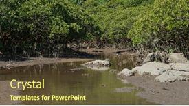  Presentation with river forest - Colorful PPT layouts enhanced with mangrove-forest-with-river backdrop and a tawny brown colored foreground