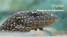  Presentation with mangrove - Presentation theme featuring mangrove goanna close up background and a seafoam green colored foreground