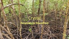  Presentation with mangrove - PPT layouts featuring mangrove-in-jozani-forest background and a tawny brown colored foreground