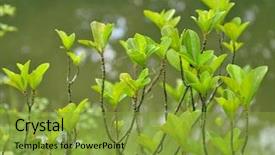  Presentation with sea water - PPT layouts featuring mangrove leaves and sea water background and a gold colored foreground