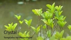  Presentation with mangrove - Slides having mangrove-leaves background and a gold colored foreground