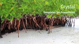  Presentation with sea shore - PPT theme having mangrove plant in sea shore background and a tawny brown colored foreground