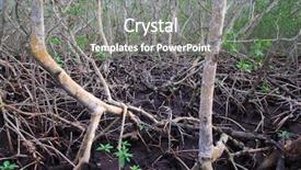  Presentation with tide - Cool new slides with mangrove roots at low tide backdrop and a gray colored foreground