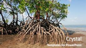  Presentation with tide - Slides featuring mangrove tree at low tide background and a coral colored foreground