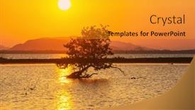 Presentation with mangrove - Presentation consisting of mangrove-tree-on-the-tropical background and a gold colored foreground
