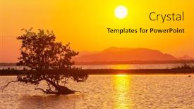  Presentation with mangrove - Presentation design with mangrove-tree-on-the-tropical background and a light gray colored foreground