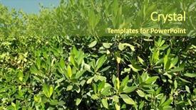  Presentation with mangrove - Cool new slide deck with mangrove tree plant in tropical caribbean mexico backdrop and a tawny brown colored foreground