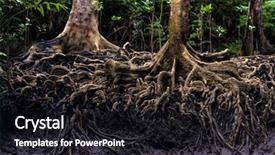  Presentation with tree roots - Theme with mangrove tree roots background and a wine colored foreground